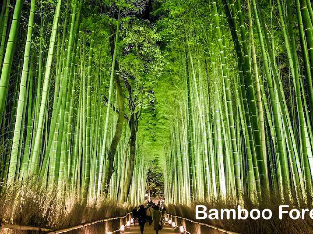 京都日帰りツアー (京都ハイヤー) 1